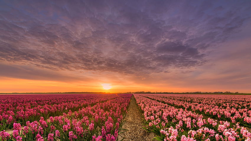 Hyacinth, pink flowers, fields, sunset 3840x2160 U , field hyacinths sunset HD wallpaper