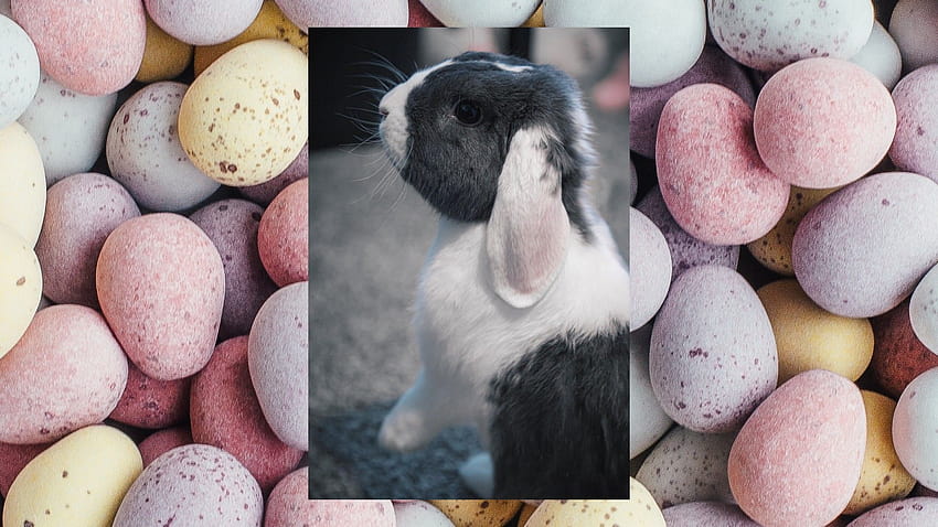 Lust auf einen eigenen Osterhasen? Hier ist, was Sie wissen müssen, bevor Sie sich ein Kaninchen als Haustier anschaffen HD-Hintergrundbild