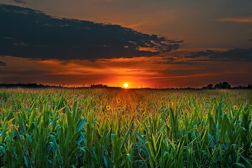 Crop Field and Sunset · Stock, sunset over field HD wallpaper