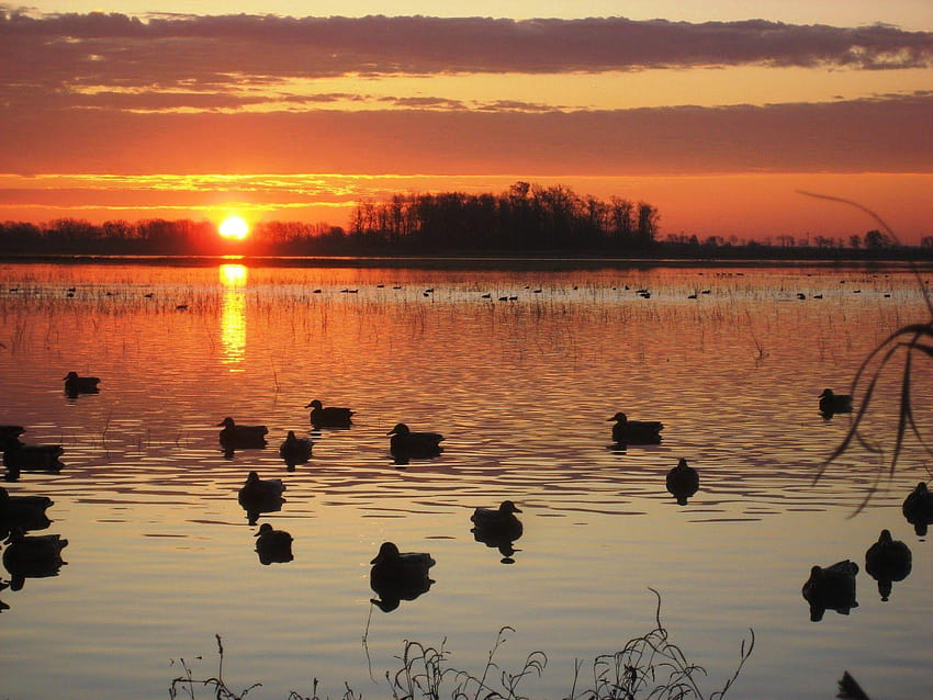 .wiki, duck hunting background HD wallpaper