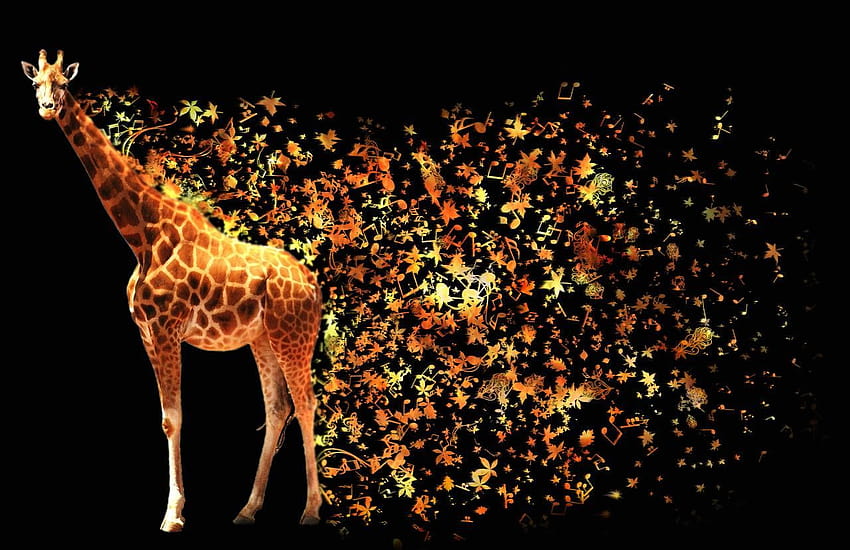 Young Giraffe : High Definition : Fullscreen 1920×1080 Giraffe, cute giraffe HD wallpaper