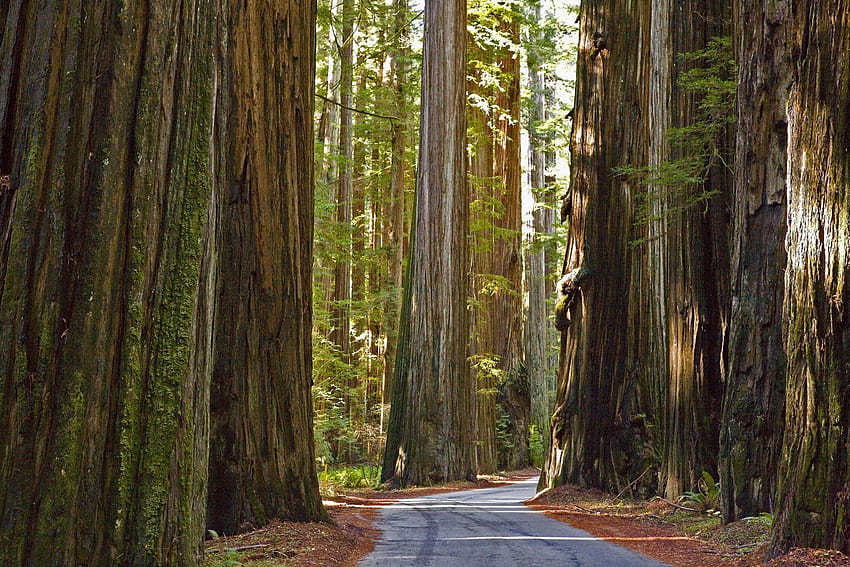 redwood national park HD wallpaper