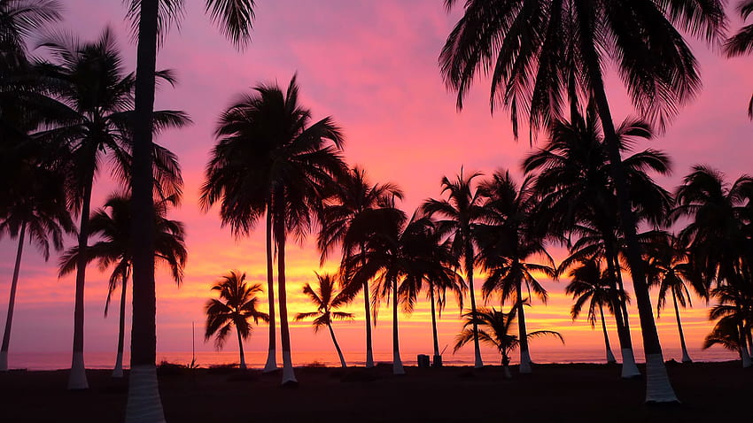 11 Palm Tree Sunset Iphone Purple palm trees 1767 :: Palm Trees In Sunset HD 월페이퍼