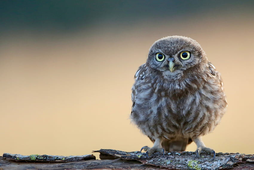 Little Cute Owl , Birds, little owl HD wallpaper