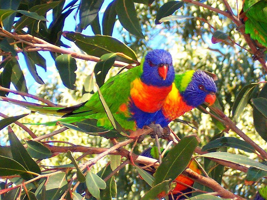 호주 동물 Rainbow Lorikeets 및 HD 월페이퍼