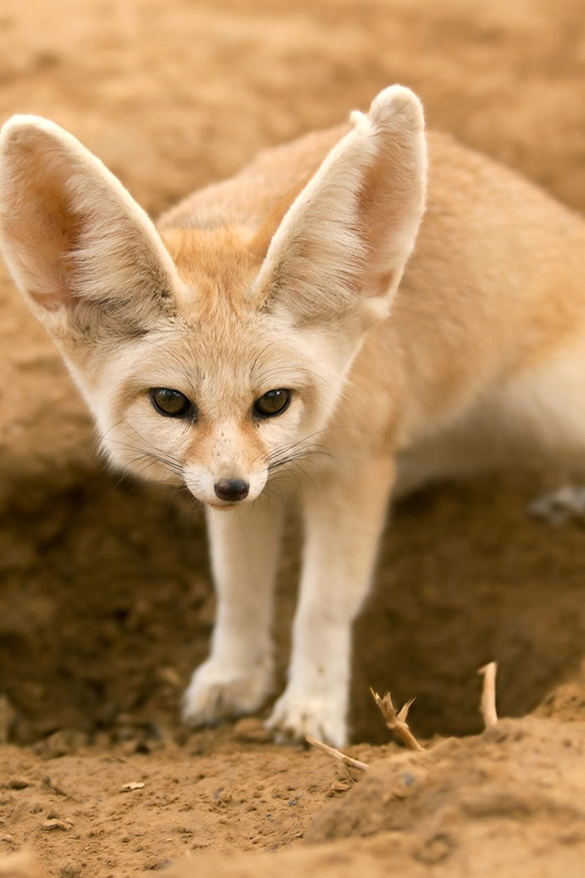 55 Fennec Fox Wallpapers  Download at WallpaperBro  Animali
