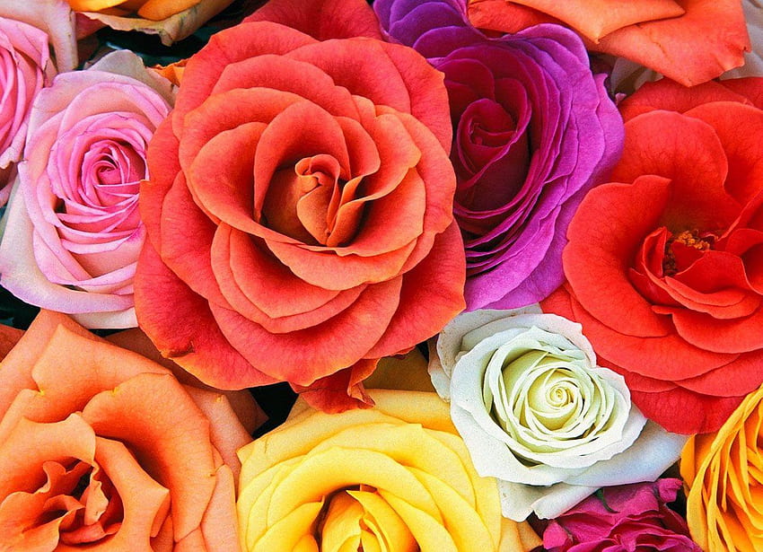 Red Rose For Facebook, PC Red Rose For Facebook, love for fb cover HD wallpaper