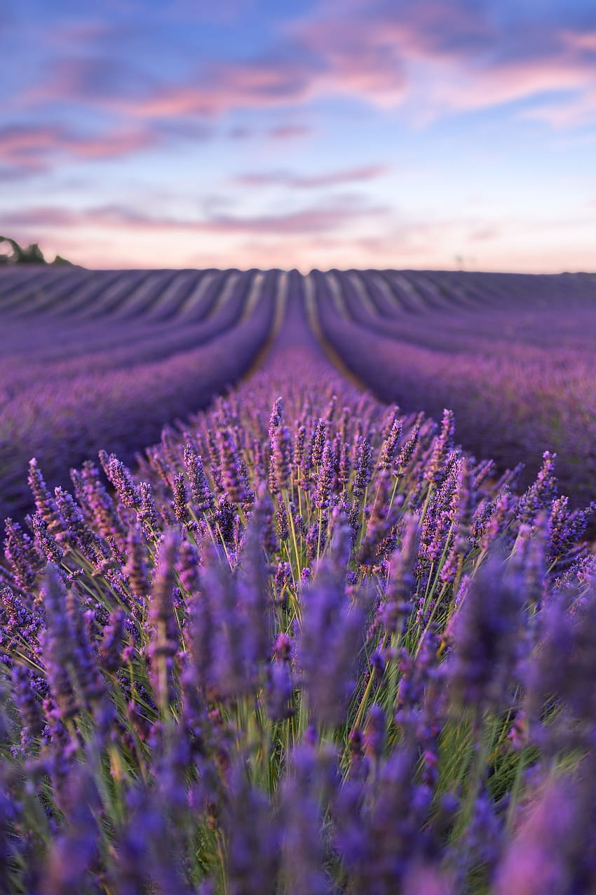 Lavender fields: the best of, fields of lavender HD phone wallpaper