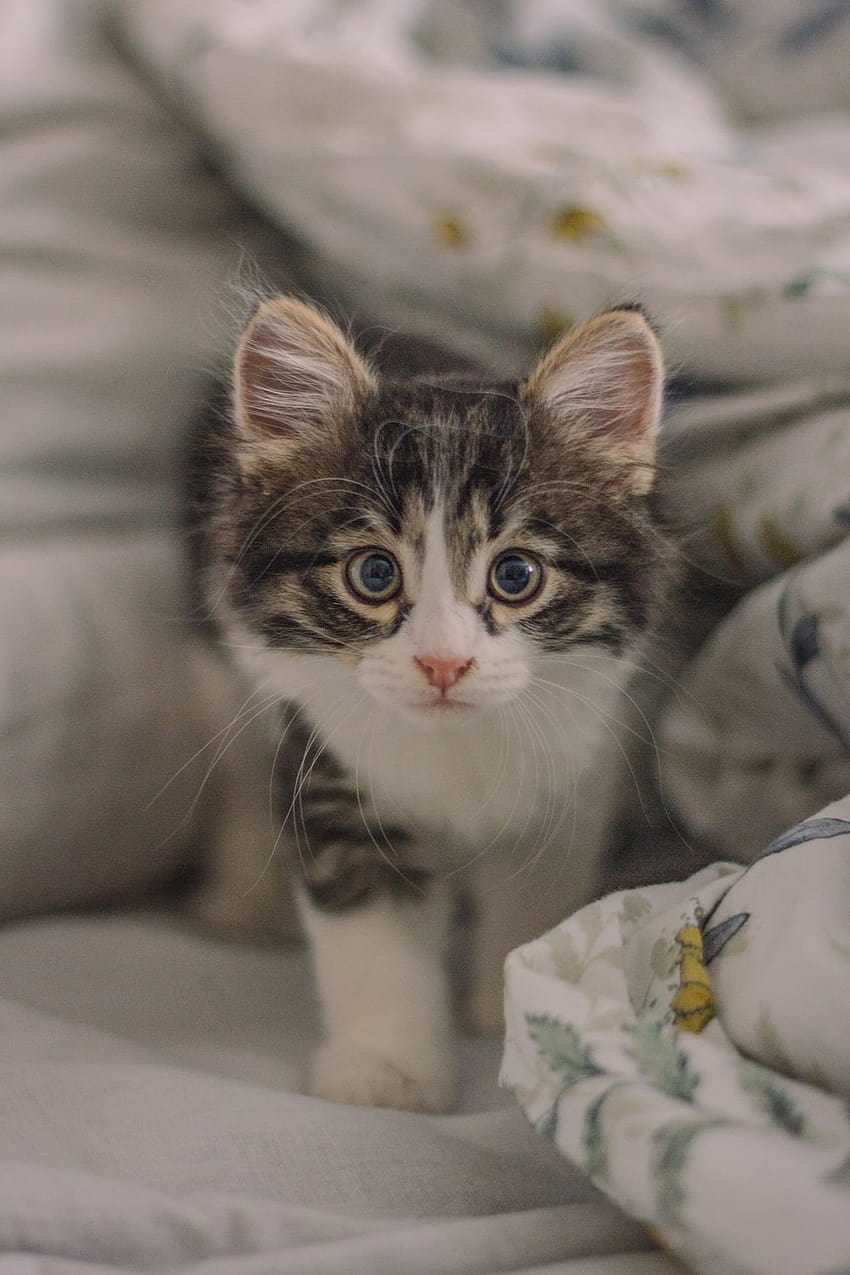 Kitten : [50 HQ], cute baby grey kittens HD phone wallpaper