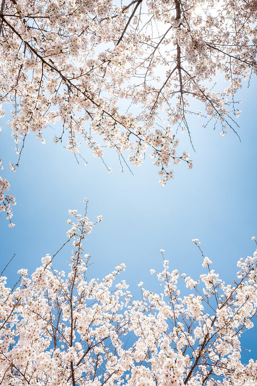 Bunga Sakura Putih wallpaper ponsel HD