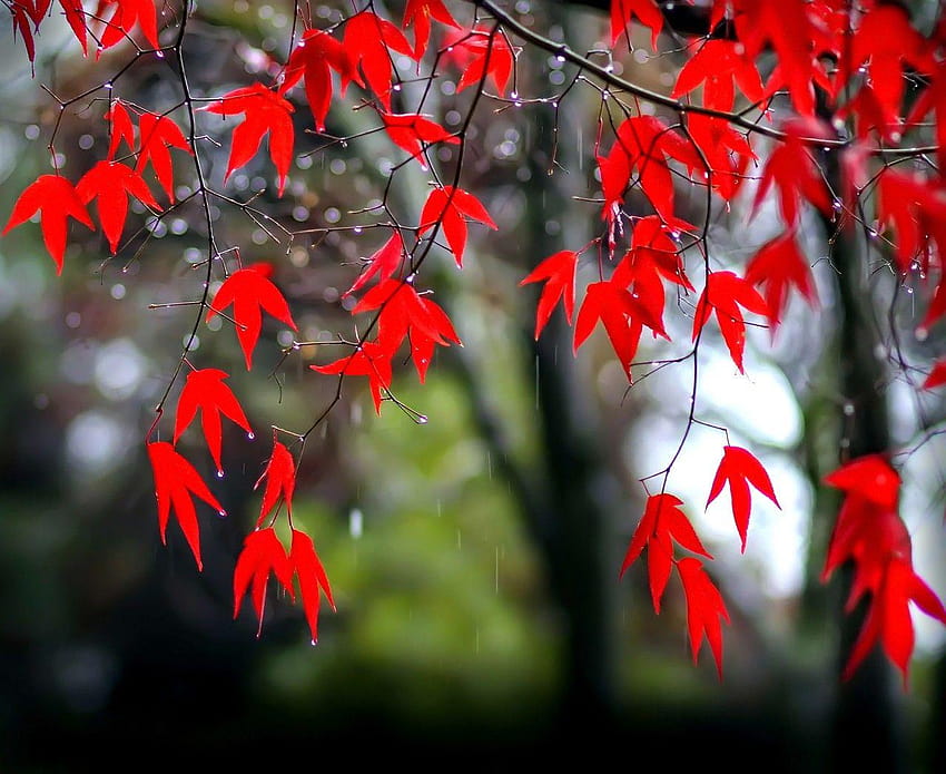 Misc: Outono janeiro Red Nature Fall Rain Drops Beautiful Leaf, belas gotas de chuva com citações papel de parede HD