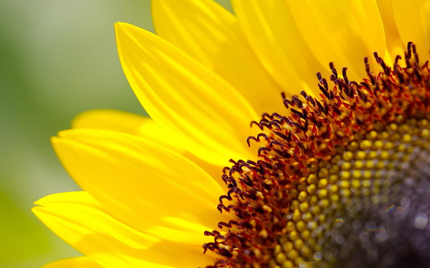 Sunflower, helianthus annuus HD wallpaper