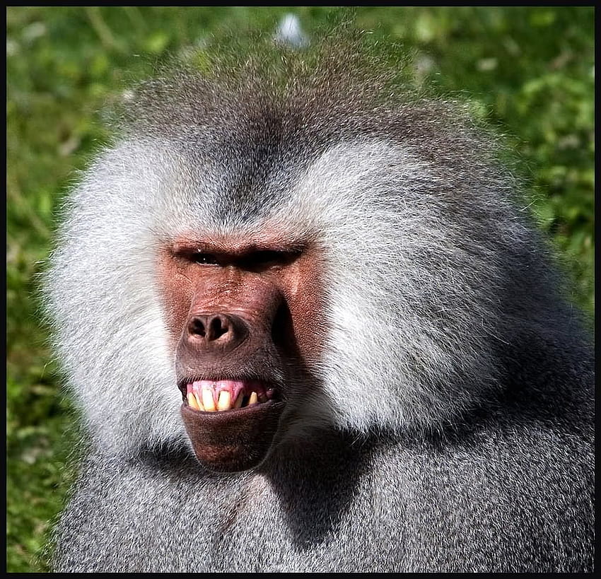 Pin on Primates, ugly monkey HD wallpaper