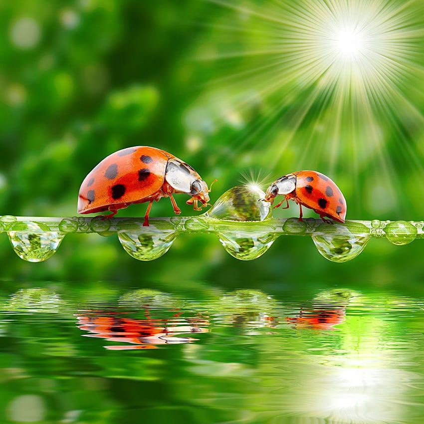 Rays of light Coccinellidae 2 Drops Water Animals HD phone wallpaper