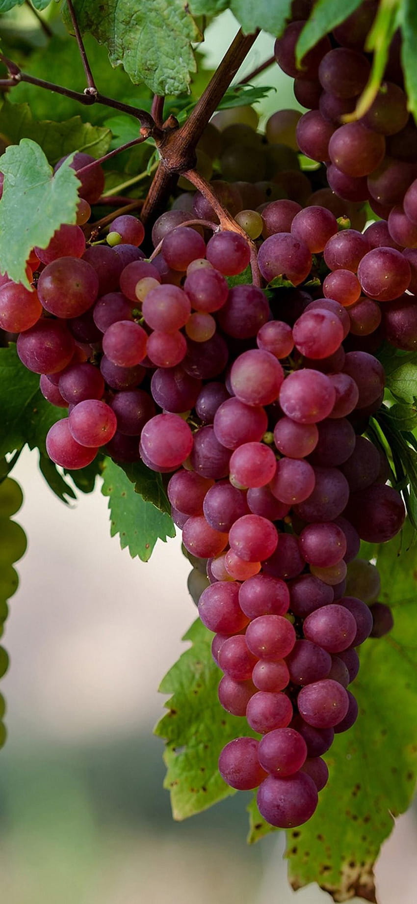 Grapes, the grape HD phone wallpaper