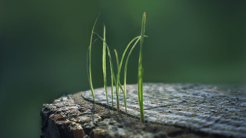 73569 Sprout , Macro, Stump, sprout and soil HD wallpaper