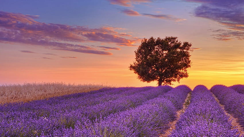 Bidang lavender, alam, lanskap, bidang lavender bulgaria Wallpaper HD