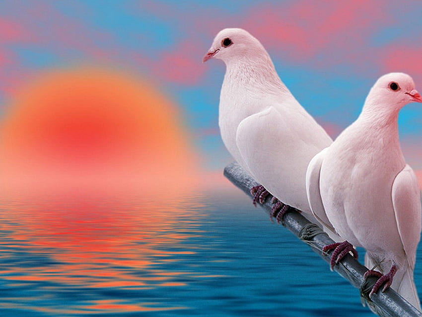 Ptaki Piękne białe gołębie kochają o zachodzie słońca Tapeta HD
