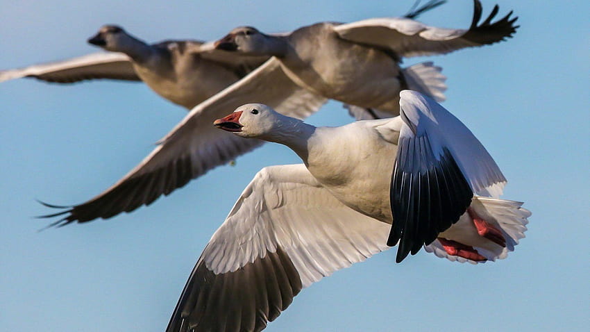 Етикет за гъски: Bokeh Geese Birds Черно-бяла птица, фонове за лов на гъски HD тапет