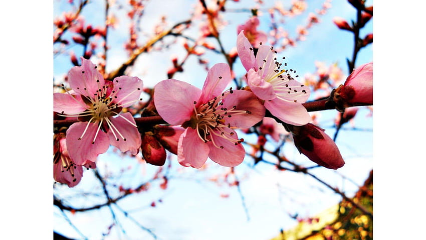 아름다운 2016년 봄, 봄이 시작되다 HD 월페이퍼