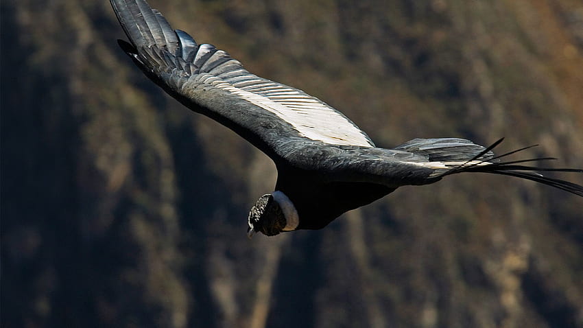 The Andean Condor, beauty and majesty ...peru.travel HD wallpaper