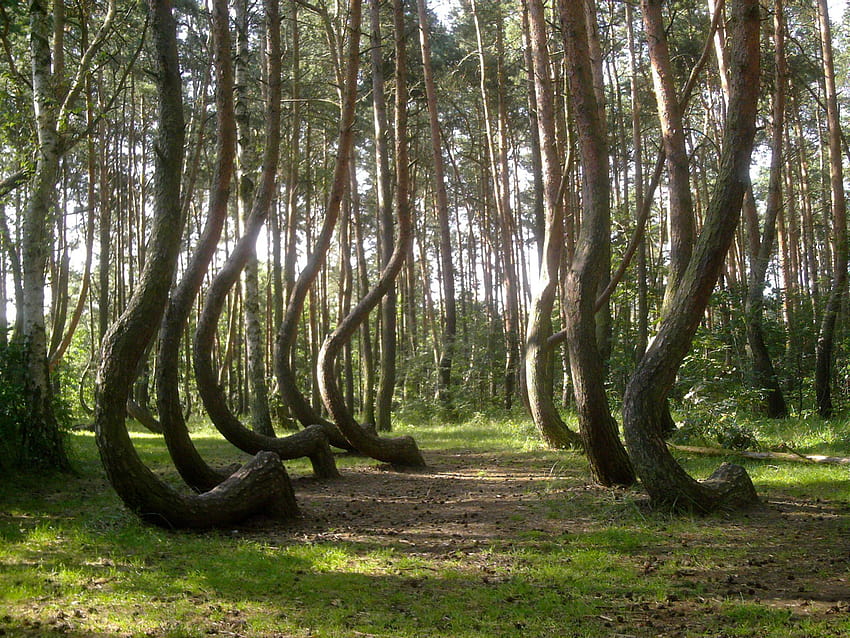 Crooked Forest Poland HD wallpaper