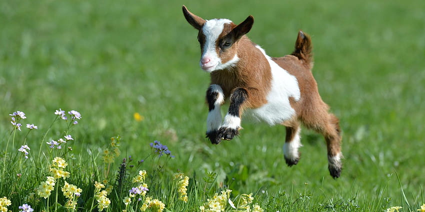 Cute Goats, baby spring animals HD wallpaper