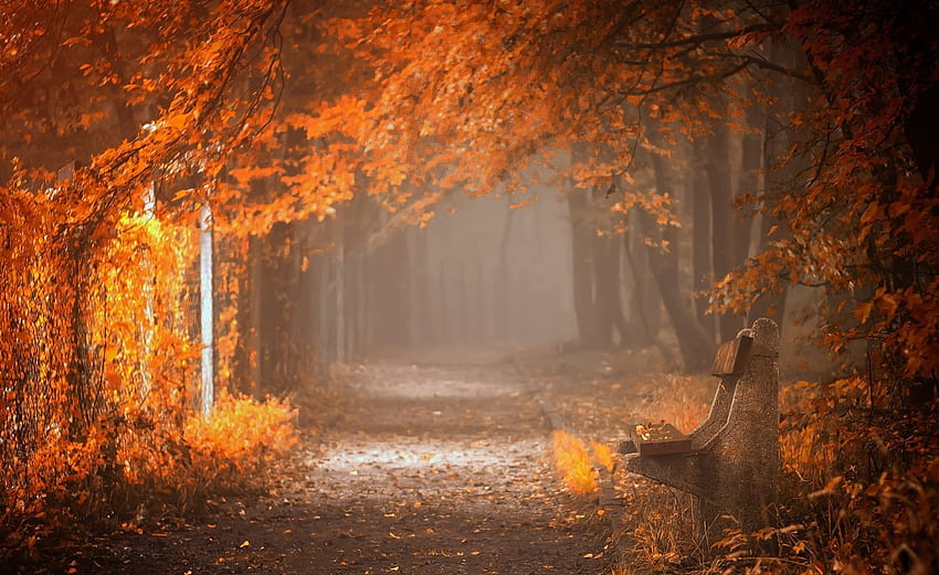 Fall, Bench, Mist, Leaves, Trees, Path, Yellow, Orange, Nature ...