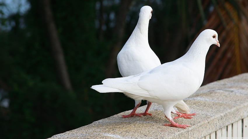 White Pigeons ❤ for Ultra TV • Tablet, pigeons love HD wallpaper