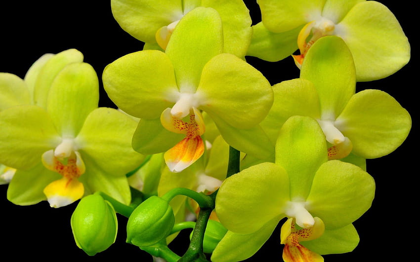 orquídea, amarillo, flor, cierre, ramita fondo de pantalla