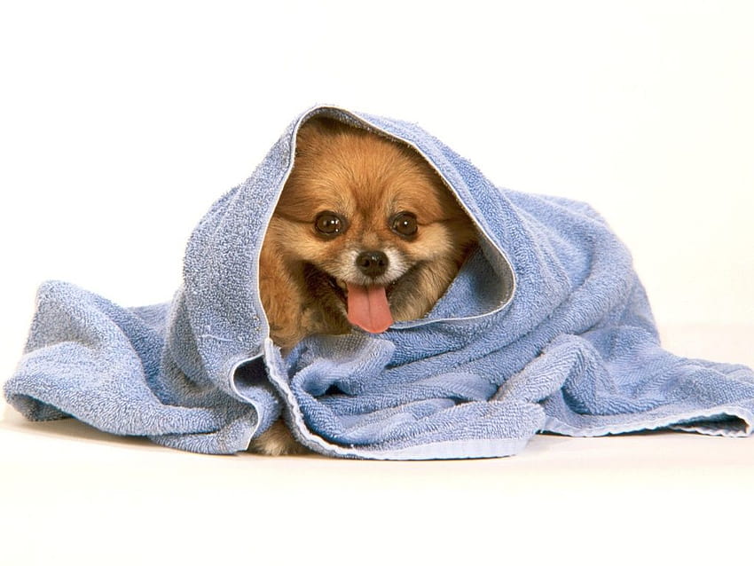 Funny Pomeranian dog [1024x768] for your , Mobile & Tablet, dog bath HD wallpaper