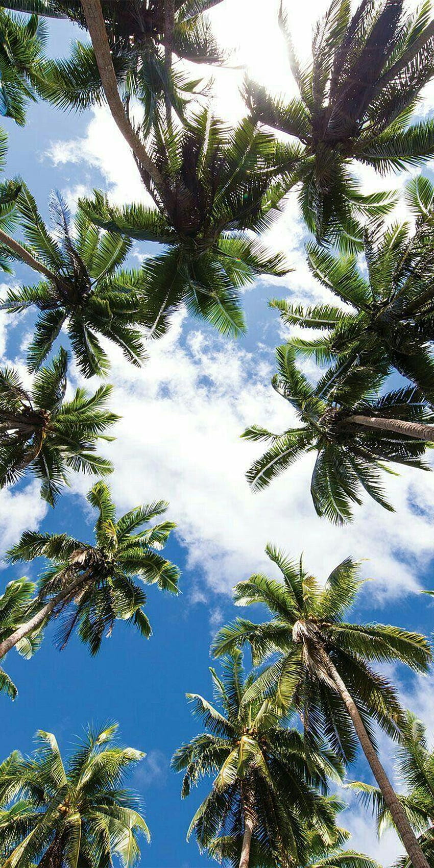 Palm Trees Hd Phone Wallpaper Pxfuel