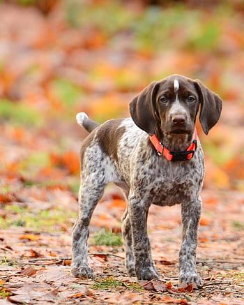 German shorthaired pointer HD wallpapers | Pxfuel