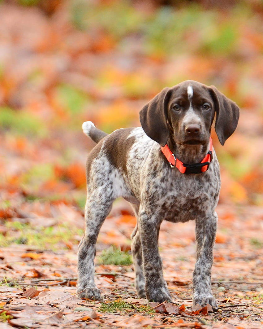 German Shorthaired Pointer Pup …, anak anjing pointer shorthaired Jerman wallpaper ponsel HD
