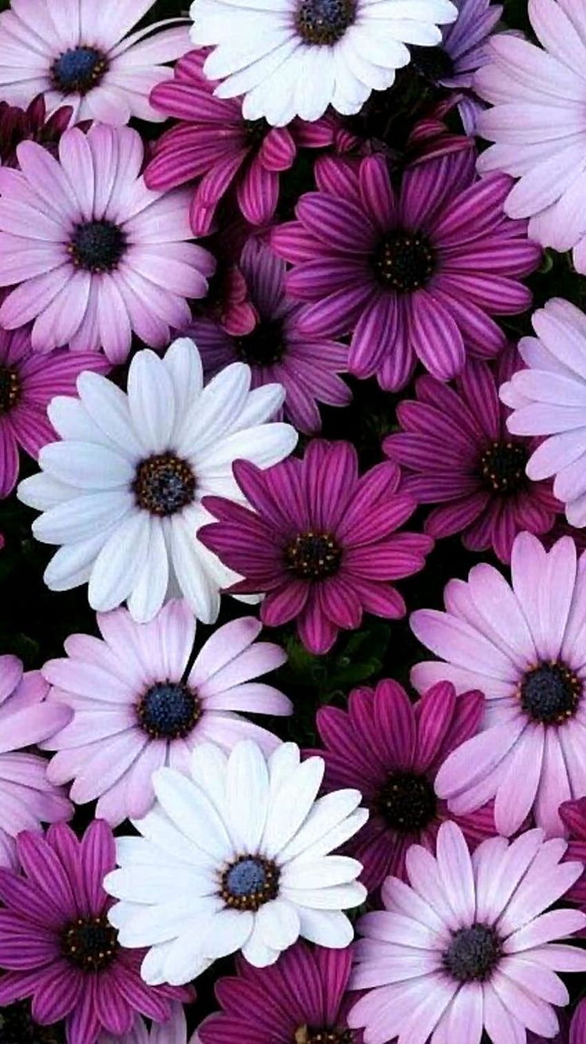 Лилаво цвете за Iphone, лилави маргаритки HD тапет за телефон