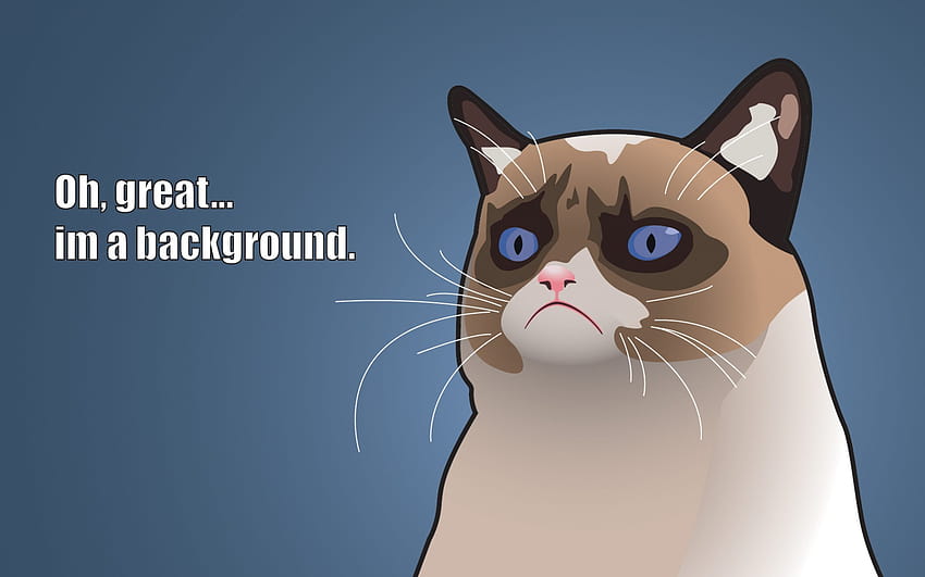 Funny For Backgrounds, weird cat HD wallpaper