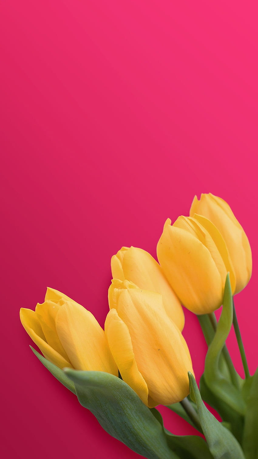 Yellow Tulips, iphone tulips HD phone wallpaper | Pxfuel