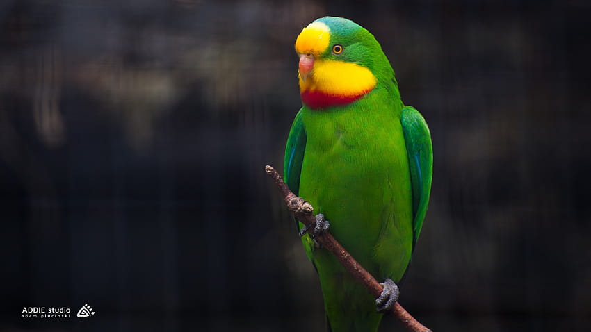 : Cute little green parrot 3840x2160 HD wallpaper