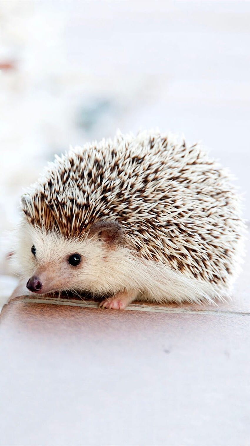Cute Hedgehog, cute fox and hedgehog HD phone wallpaper