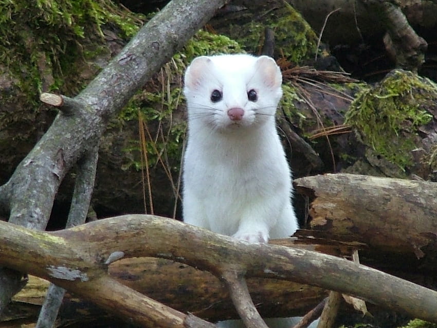 Best 51 Ermine Backgrounds on Hip Ermine [1280x960] for your , Mobile & Tablet, stoat HD wallpaper