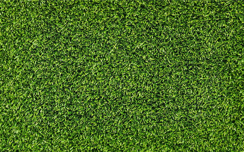 grünes Gras im Jahr 2020, Rasen HD-Hintergrundbild