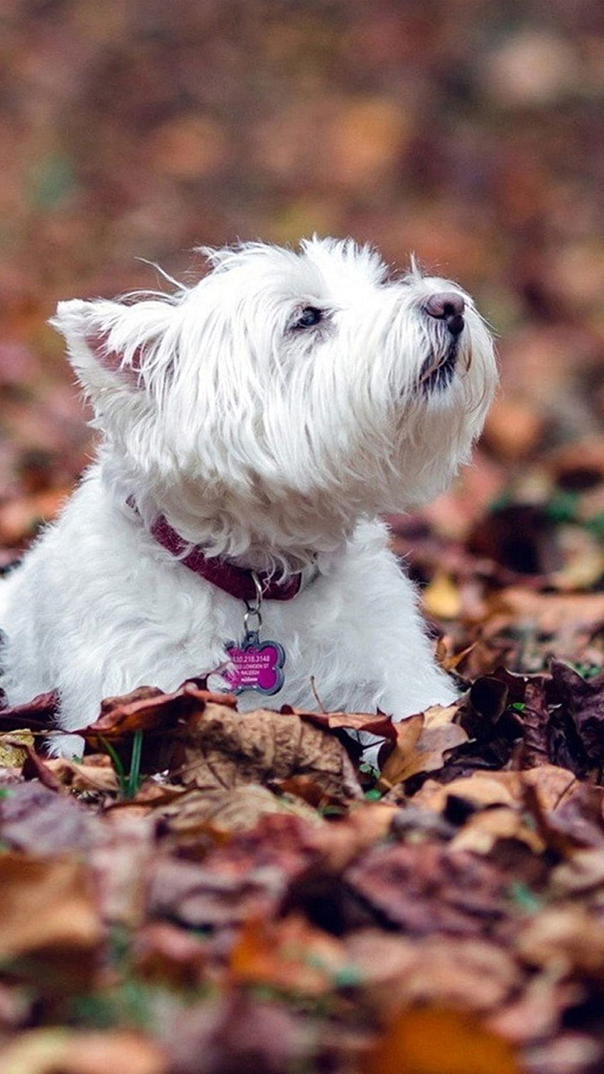 Chú chó West Highland White Terrier đáng yêu này chắc chắn sẽ làm bạn bật ngửa trái tim. Với bộ lông mềm mại, đôi mắt to tròn và nụ cười ngọt ngào, chú chó này sẽ làm nổi bật màn hình điện thoại của bạn. Nhấn vào hình ảnh và đắm mình trong niềm yêu thương và sự dễ thương của chú chó này.