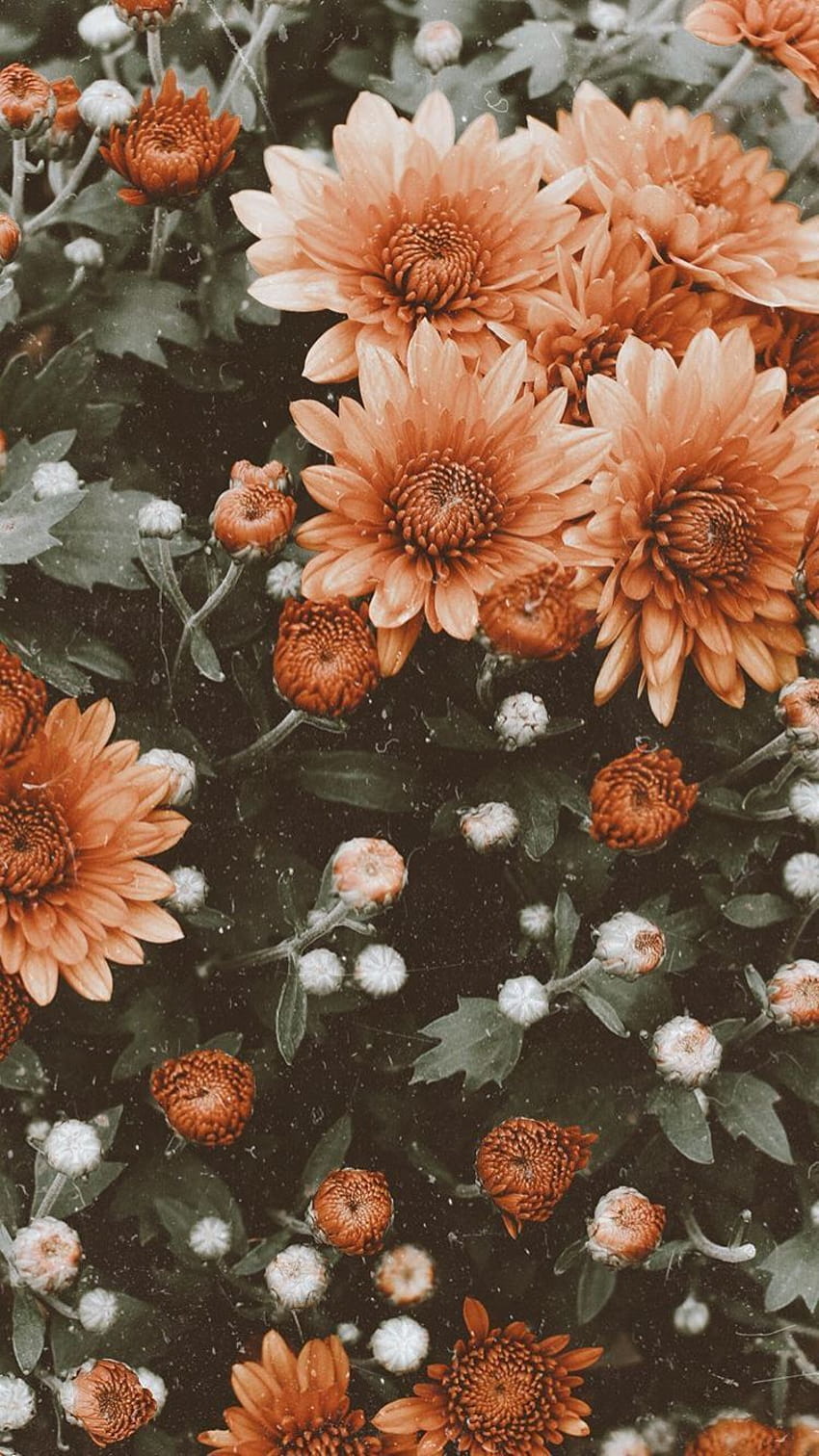 vintage flower aesthetic HD phone wallpaper