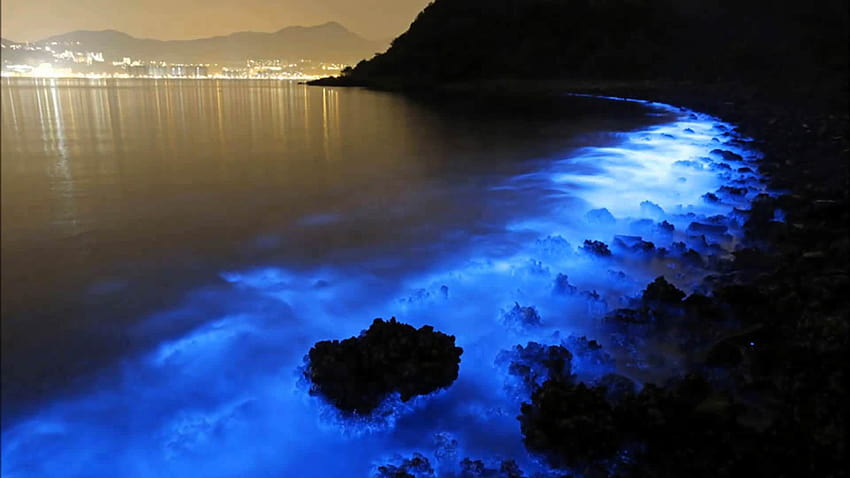 Hongkongs Meere leuchten blau durch biolumineszierendes Plankton Verursacht durch leuchtendes Plankton HD-Hintergrundbild