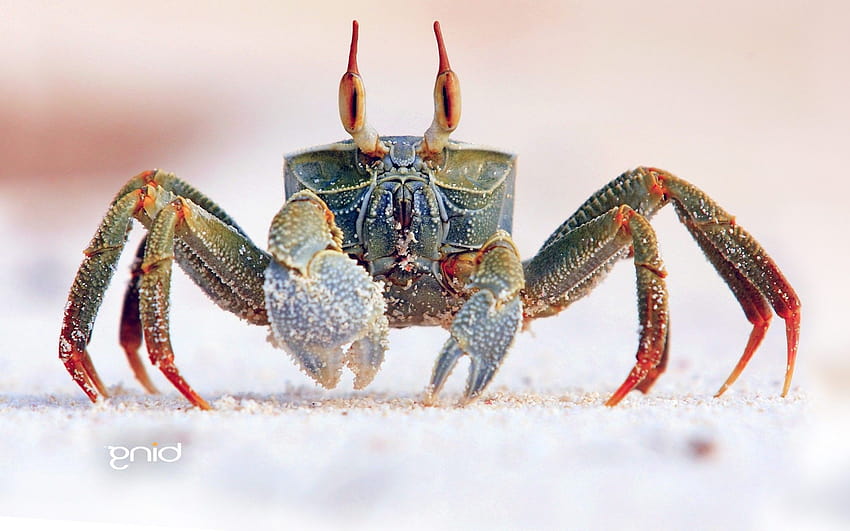 hermit crab HD wallpaper