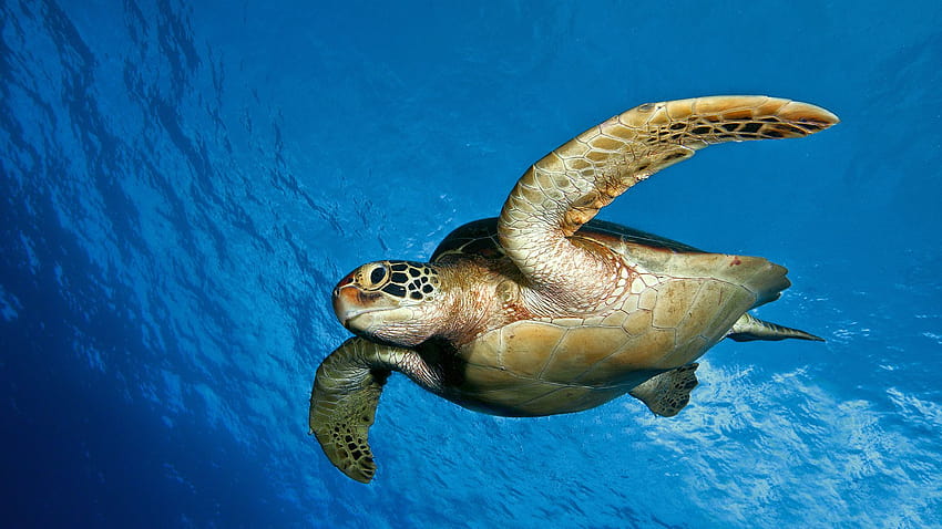 Sea turtle 1080P, 2K, 4K, 5K HD wallpapers free download | Wallpaper Flare