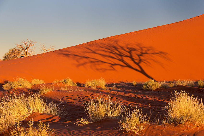 namibia afrika namib desert sky sunset shadow tree bush sand dune Wallpaper HD