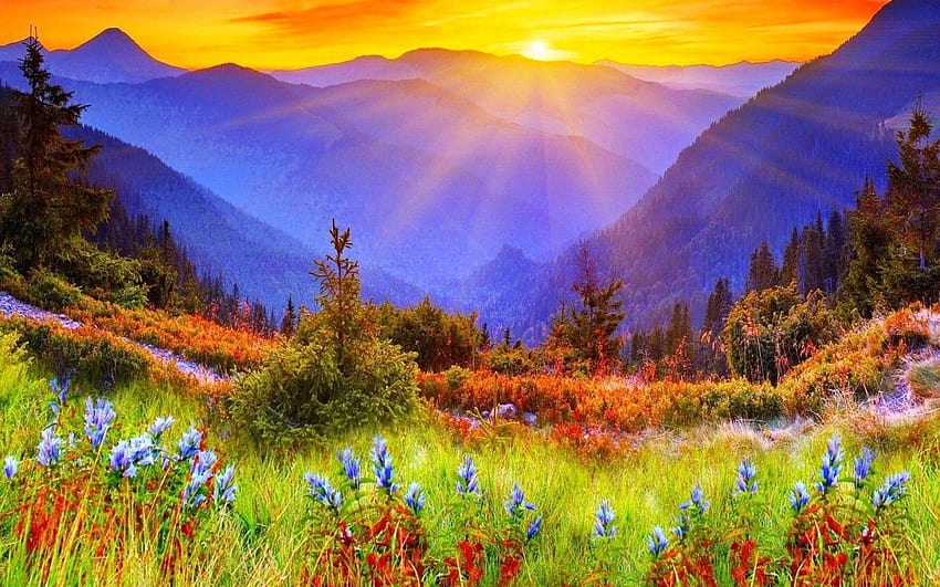Tramonti: Spettacolare alba di montagna Prato di fiori Montagne, prati fioriti e montagne Sfondo HD