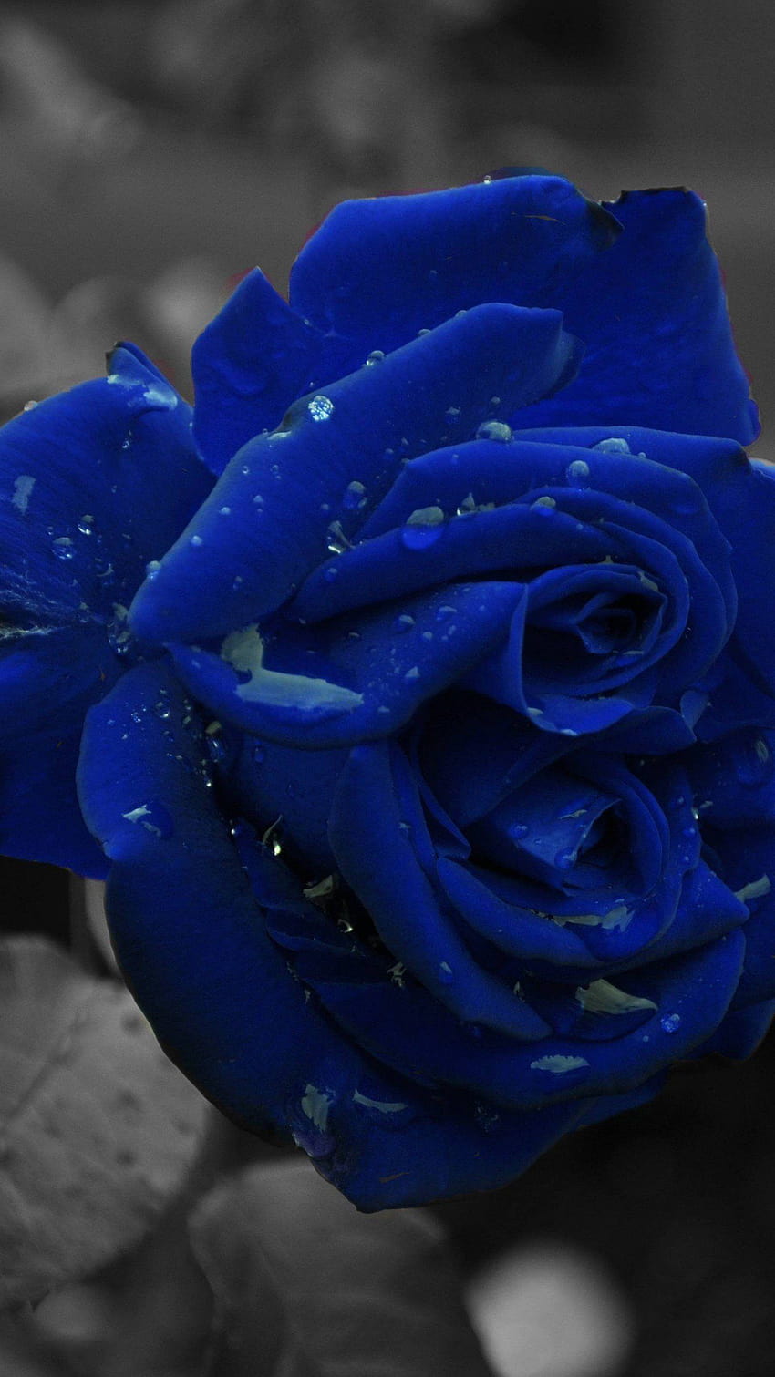 Most Beautiful Blue Rose, blue rose phone HD phone wallpaper | Pxfuel