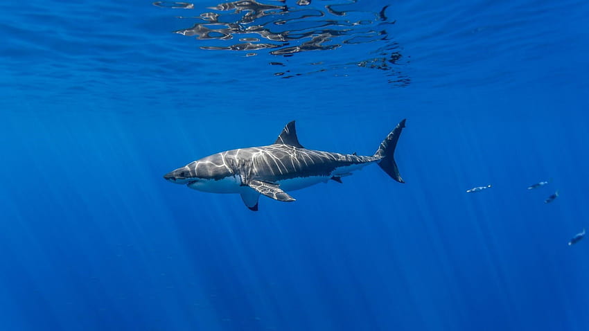 Great White Shark HD wallpaper